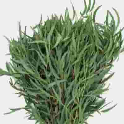 Eucalyptus Willow Bulk