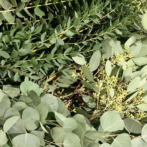 Bulk flowers online - Eucalyptus Assorted Bulk