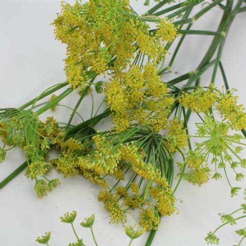 Assorted Herbs Bulk Wholesale Blooms By The Box