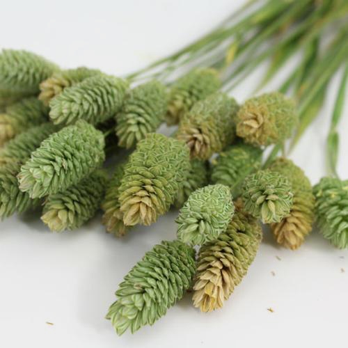 Assorted Grasses Bulk