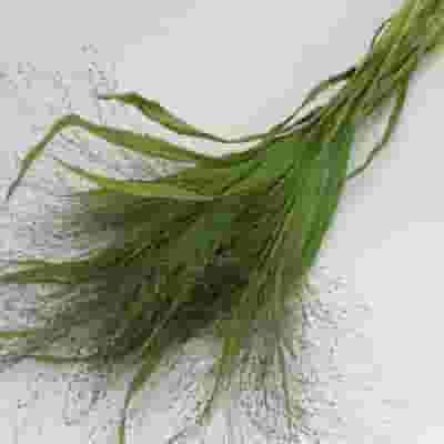 Assorted Grasses Bulk