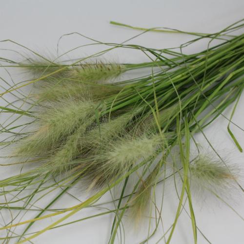 Assorted Grasses Bulk