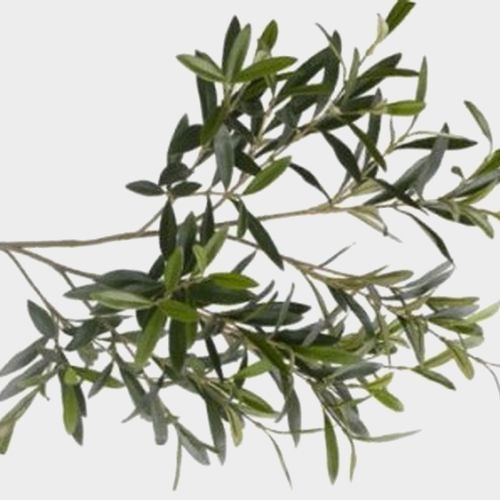 Olive Foliage Bulk Wholesale Blooms By The Box