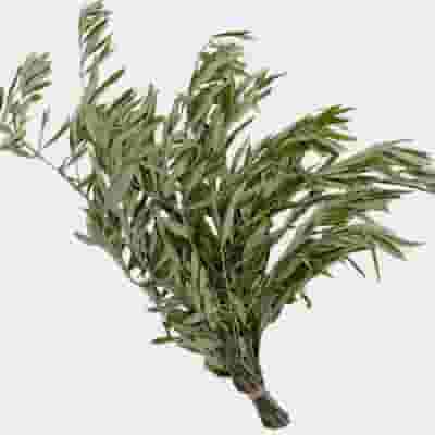 Olive Foliage Bulk