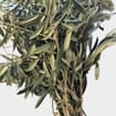 Olive Foliage Bulk