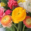 Ranunculus Assorted Colors bulk