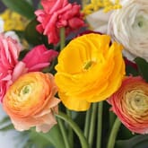Ranunculus Assorted Colors bulk