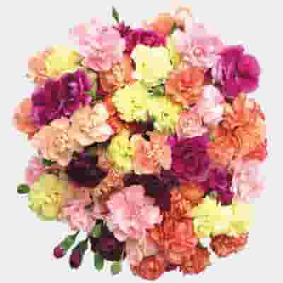 Carnations Assorted Novelty Fancy - 175 Bulk