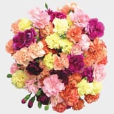 Carnations Assorted Novelty Fancy - 175 Bulk