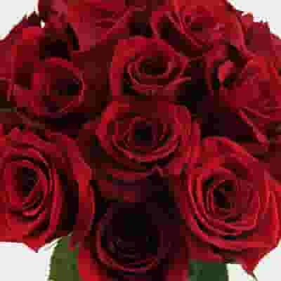 Red Rose Freedom 70cm Bulk