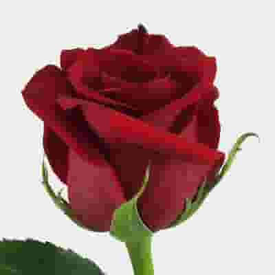 Red Rose Freedom 70cm Bulk
