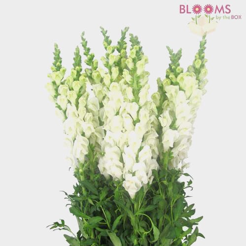 White Snapdragon Flowers - Bulk