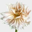 Dahlias 5 Bunch  - Faux Cafe Au Lait