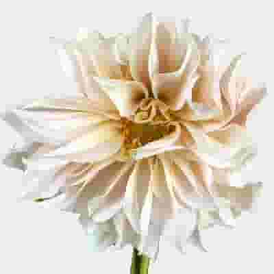 Dahlias 5 Bunch  - Faux Cafe Au Lait