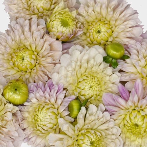 Dahlias 5 Bunch  - Faux Cafe Au Lait