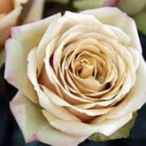 Garden Rose Golden Mustard