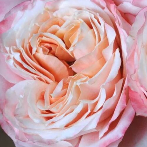 Wholesale flowers prices - buy Garden Rose Princess Sakura Bi-Color in bulk