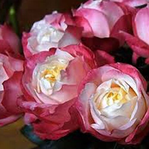 スカート MILK Garden Rose SK Garden Rose SK - MILK MILKBOY OFFICIAL ONLINE SHOP | milk inc.