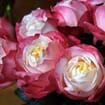 Garden Rose Princess Suki Bi-Color 