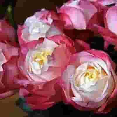 Garden Rose Princess Suki Bi-Color 