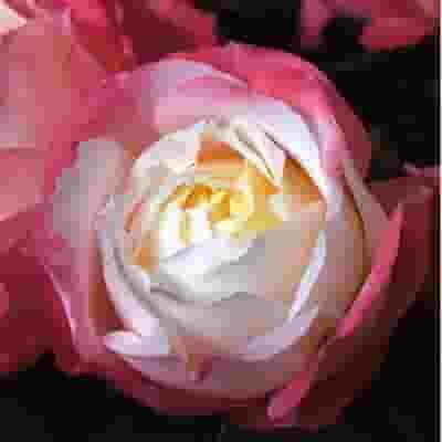 Garden Rose Princess Suki Bi-Color 