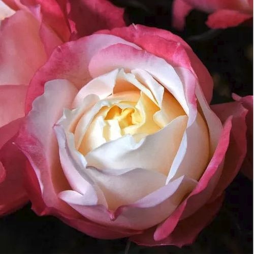 Garden Rose Princess Suki Bi-Color - Wholesale - Blooms By The Box