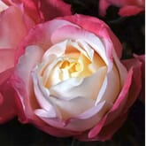 Garden Rose Princess Suki Bi-Color
