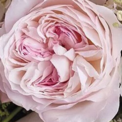 Wholesale flowers prices - buy Garden Rose Keira Pink in bulk