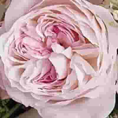 Garden Rose Keira Pink