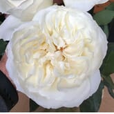 Garden Rose Ella Ivory