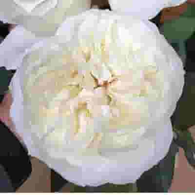 Garden Rose Ella Ivory