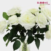 Garden Rose Alabaster White - Bulk