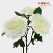 Garden Rose Alabaster White - Bulk