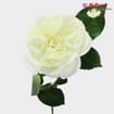 Garden Rose Alabaster White - Bulk