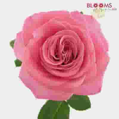 Garden Rose Ashley Pink - Bulk