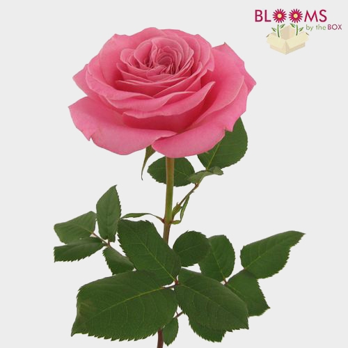 Garden Rose Ashley Pink - Bulk