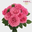 Garden Rose Ashley Pink - Bulk