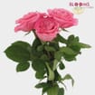 Garden Rose Ashley Pink - Bulk