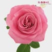 Garden Rose Ashley Pink - Bulk