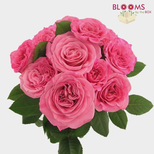 Garden Rose Ashley Pink - Bulk