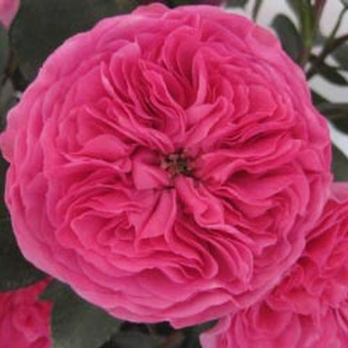 Garden Rose Baronesse Hot Pink - Bulk