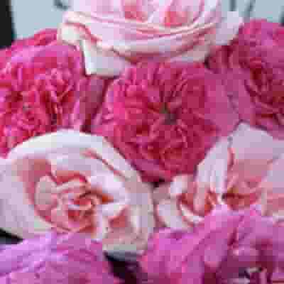 Garden Rose Baronesse Hot Pink - Bulk