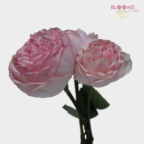 Wholesale flowers prices - buy Garden Rose Bridal Piano Light Pink - Bulk in bulk
