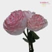 Garden Rose Bridal Piano Light Pink - Bulk