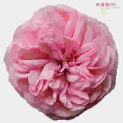 Garden Rose Bridal Piano Light Pink - Bulk