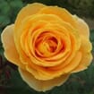 Garden Rose Candlelight Yellow - Bulk