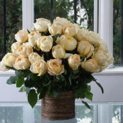 Garden Rose Caramel Antike Cream - Bulk