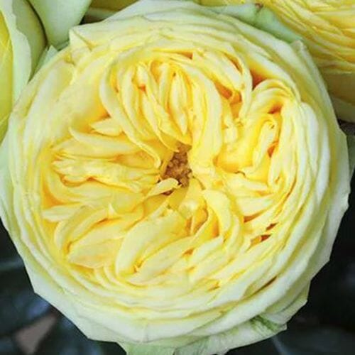 Garden Rose Catalina Yellow - Bulk