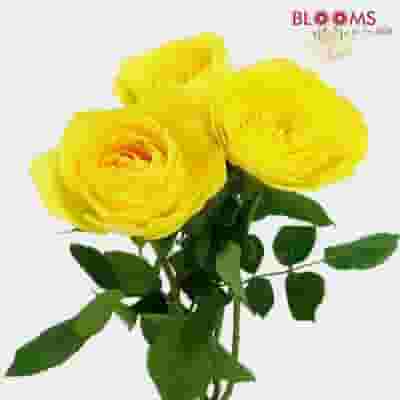 Garden Rose Lemon Pompon Yellow - Bulk