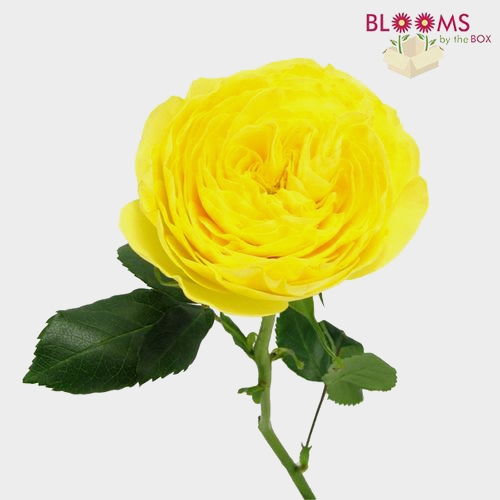 Garden Rose Lemon Pompon Yellow - Bulk